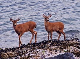 Bed and Breakfast Accommodations on the BC Coast 